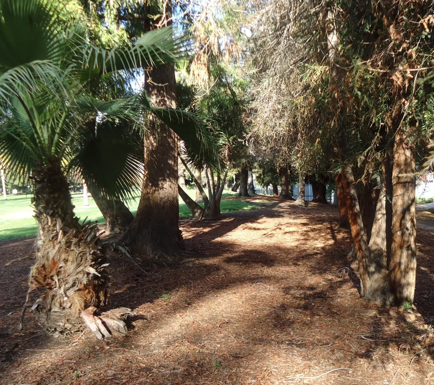 Park in Cupertino
